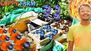 Imported Buy Guppy Fish  Price | Guppy Price | Guppy Farm