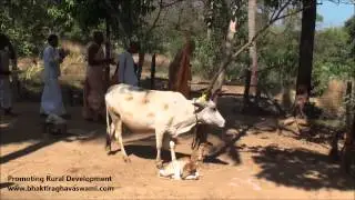 Naming of Kanai & Dauji calves - SSKBK Hebri