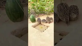 Simple Unique Quail Trap #shorts #easytrap