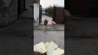 A Calf, A Dog, and Some Treats! ❤️ #shorts #animalfriendship #goldenretriever
