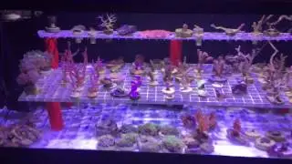 20 Gallon Frag Tank - Mistakes and Corrections