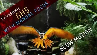 Birds in Slow motion using Panasonic GH5 VFR test footage