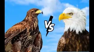 #1 Duelist in Mexico vs #1 Duelist in Alaska. Face off in Tourney!!! (For Honor)