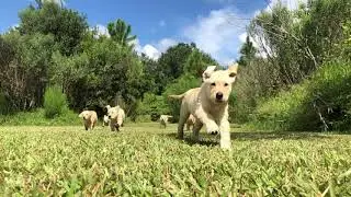 Off Leash Dog Training  PHONE PAGER ON THE COLLAR