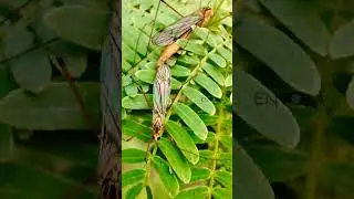 Nephrotoma #insects #discovery #shorts