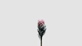 FREE Chill Guitar Phora Type Beat / Flowerchild (Prod. Syndrome)