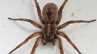Why you&rsquo;re seeing so many spiders in Michigan right now