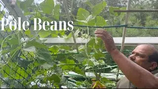 Pole Bean II Seed to Harvest II Jersey Gardening