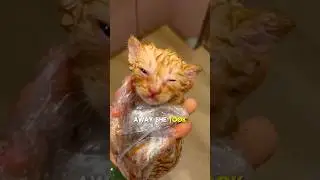 A Woman rescued an abandoned kitten 😭💔 #cat #shorts