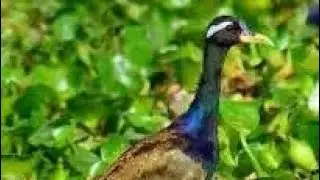 Bronze Winged Jacana Full Video Part 2  ( জলপিপি    পাখি )  #birdvideography  #nature