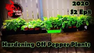 HARDENING OFF PEPPER PLANTS and move chilli plants outdoors.