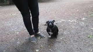 Jack Russell  X  Chihuahua  Makes a Jackhuahua
