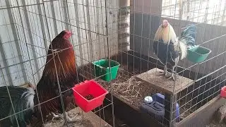 CASI CASI NOCHE BUENA Y NAVIDAD 🎄 FAMILIA GALLERA 🐓🎄🐓🎄🐓🎄🐓🎄🐓🎄🐓