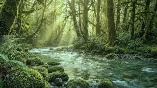 Relaxing Forest Ambience 🌿 Peaceful River Stream, Sun Rays & Deep Green Woodland for Relax