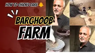 Chuzon Ki Care Kese Karen | Newborn Chicks Care #chickscare #youtube #farmlife #like #subscribe #fyp