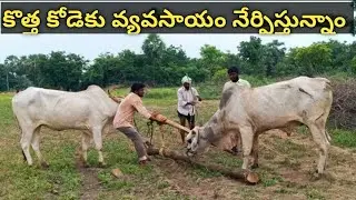 ongole bulls training|bulls training|bulls videos|bulls video|ongole bulls|ongole gitta