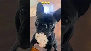 Cute French bulldog excited to go on a walk #frenchie