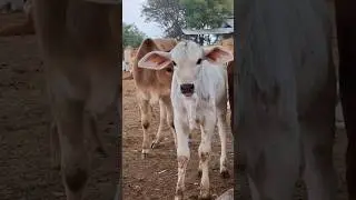 cute cow and calf 😘 #cow #gircow #calves