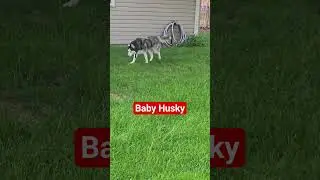 #huskyowner #husky #huskydog #lovemydogsomuch