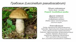 Грабовик (Leccinellum pseudoscabrum)