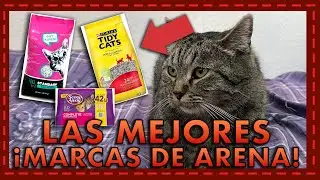 Las mejores marcas de arena para gatos seg&uacute;n PROFECO 🐱🧴