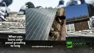 When you leave solar panel proofing too long! Don't risk a pigeon infestation!