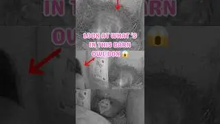 POV: You didn&rsquo;t knock to check if the box was occupied 🤣🤣🤣 #opossums #possums #barnowls