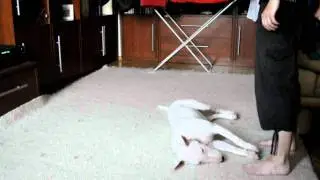 Bezul na komendę