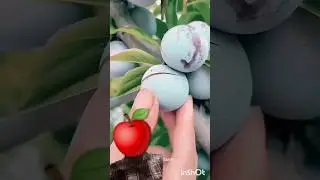#fruit #satisfying #fruitcutting #nature #guava #shortsfeed2024