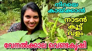 വേനൽക്കാല  വെണ്ടകൃഷി | നിറയെ കായ്ക്കാൻ ഒരു നാടൻ വളകൂട്ട് | Vendakrishi malayalam | Agriculture tips|