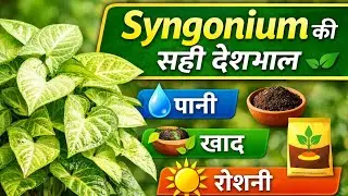 Syngonium Plant Propagation And Complete Care Tips 🌿|सिंगोनियम के पौधे की सही देखभाल कैसे करें