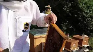 Installing a Langstroth Nuc Hive Into a Layens Hive - (rec 07/03)