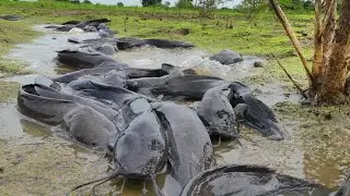 Unbelievable Scene: Catfish Cover the Land After Heavy Rain