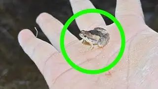 Catching frogs, catch frogs 🐸