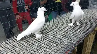ÇORUM GÜVERCİN İHALESİ HIZLI ÇEKİM