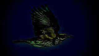 Redwing nocturnal flight call 8 Oct 2023