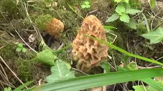Colmenillas en abril de 2022 ( Morchella esculenta )