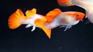 Red Blonde Koi Guppy
