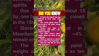 A dog that chased away evil spirits and other wild facts 🐕