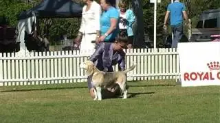 Junior Handlers Final 2016
