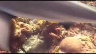 Reef Sharks