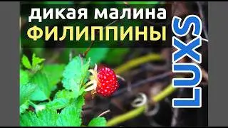 ДИКАЯ МАЛИНА НА ФИЛИППИНАХ 🍓 | Rubus moluccanus в лесах Негроса (Валенсия)