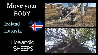 Husavik, Iceland : Come walk with me - some friendly Icelandic sheeps