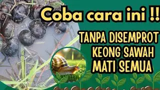 CARA AMPUH KENDALIKAN KEONG SAWAH DENGAN NASI AKING