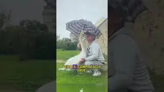 A swan fell in love with a man #animals #Friendship #Us