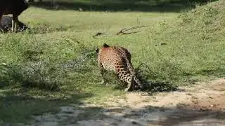 leopard attacked kumana srilanka