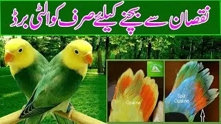 How we can identify Opaline Quality Birds
