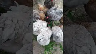 Для лучшей яйценоскости даю курам несушкам ежедневно белый клевер #shortsvideo