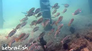 Rapid Bay Jetty Diving