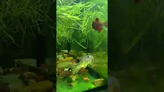 Betta and Pepper Cory Aquarium #aquarium #fish #bettafish #corycatfish #catfish #shorts #plants